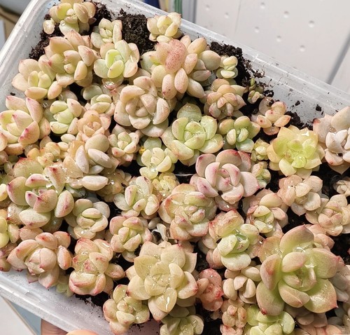 Mixed echeveria succulent - mixed,