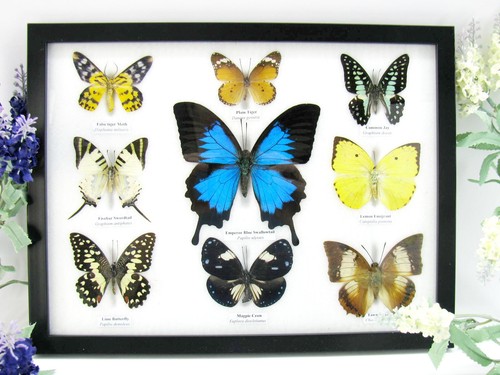 Beautiful butterflies xl - beautiful,