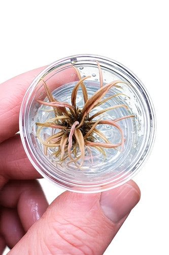 Live vitro aquarium plants - in,