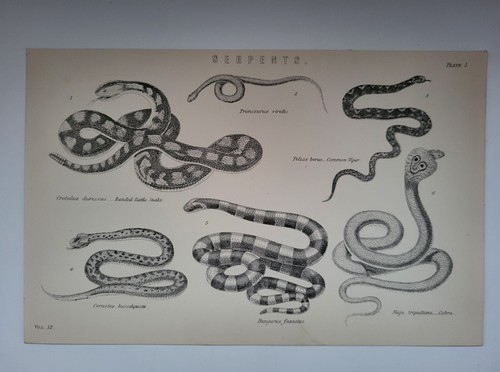 Antique print 1870 serpents - antique,