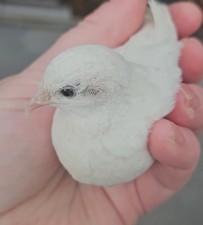 6 Cpq Quail Eggs Button Quail Chinese Painted White