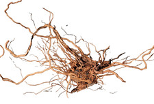 Natural Aquarium Millennium