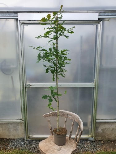 Quercus robur english oak - quercus, robur/english