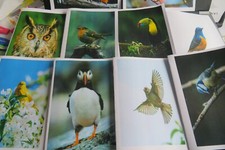 Pack of 10 Bird themed