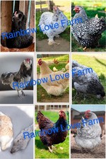 Americana ameraucana - +,