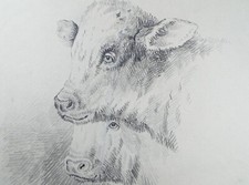 Original Pencil Drawing , 'Study of Cattle', Late 19th Century-  Artist Unknown