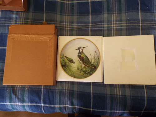 Franklin porceline lapwing - franklin,