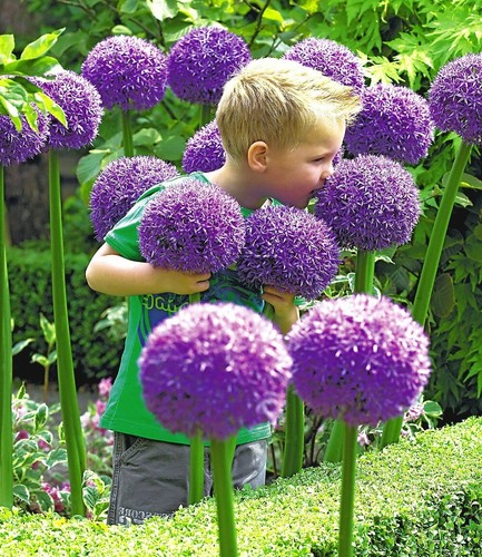 Allium gladiator giant - x,