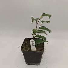 Ficus Benjamina Rooted Cutting