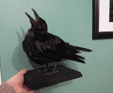 Taxidermy, Skulls, Bones