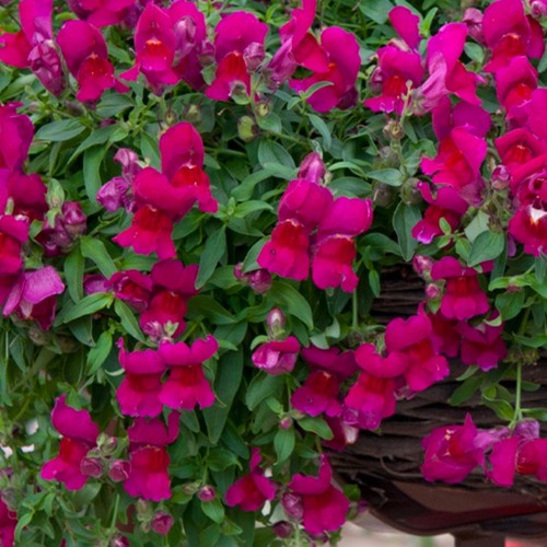 Antirrhinum candelabra plug
