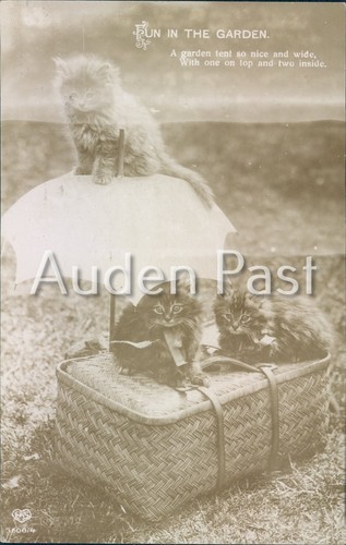 Rppc three fluffy - rppc,
