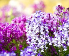 Toadflax Fairy Bouquet -