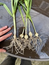 Babingtons Perennial Leek XXL - five MATURE bulbs - SALE!!!