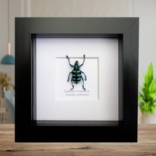 Eupholus magnificus,  Blue