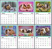 Guinea Pigs 2026 Calendar A4