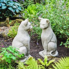 Pair Of Siamese Oriental Cat