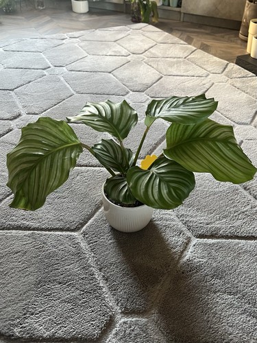 Calathea orbifolia live - calathea,