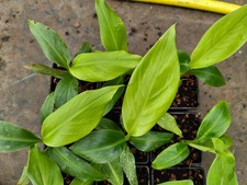 Musa flaviflora - 9 cm Pot