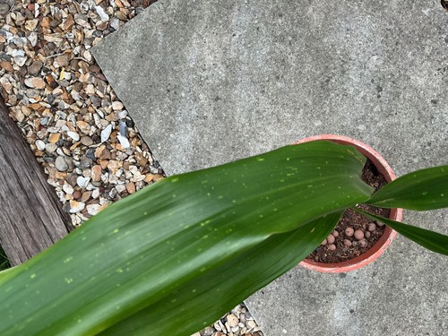 Aspidistra tidy trim - aspidistra,