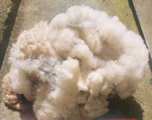 Raw sheep wool - wool, british