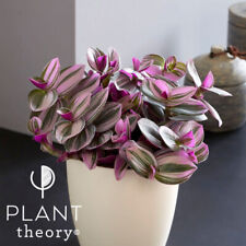 20cm Moses in The Cradle Tradescantia Fluminensis Nanouk Indoor Plant 12cm Pot