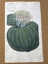 1802 Original Curtis Botanical