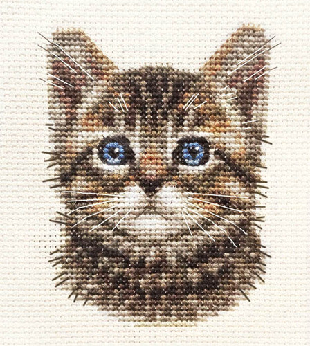 Tabby cat kitten detailed - cat,,