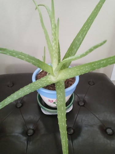 Aloe vera - (barbadensis, )
