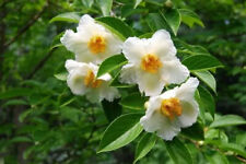 Large 7ft inc. pot Japanese Stewartia pseudocammelia 25litre