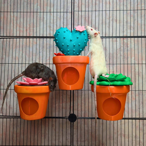 Cactus rat hide set - hide,