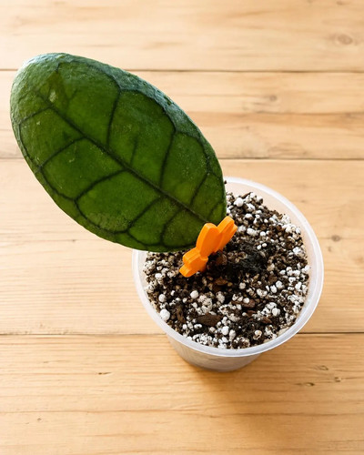 Rooted hoya callistophylla - rooted,