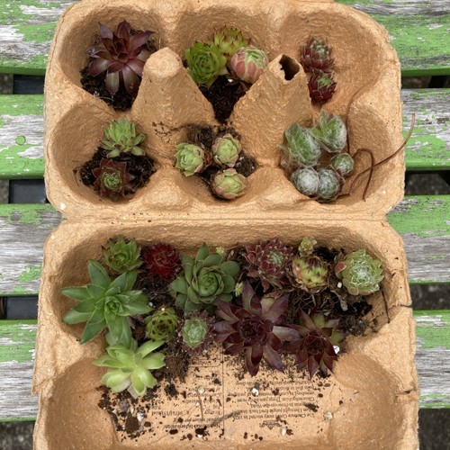 Small sempervivum chicks - 25+,