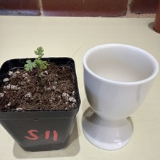 Rare Boswellia sacra