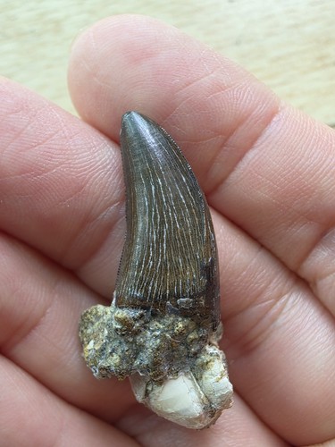 Juvenile tyrannosaurus rex - juvenile,