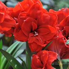 Amaryllis Double Dragon Tender