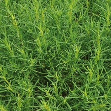 Santolina Olivia Olive Herb