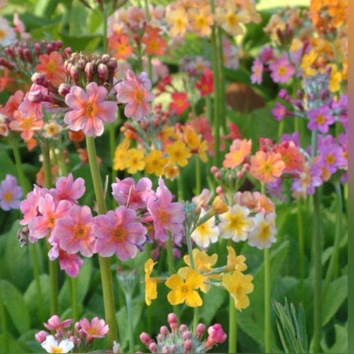 Primula candelabra x - candelabra,
