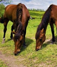 20.00 KG GRASS SEEDS FOR REPAIRING HORSE GRAZING PASTURES & PADDOCKS