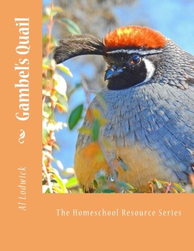 Gambel quail the - gambel's,