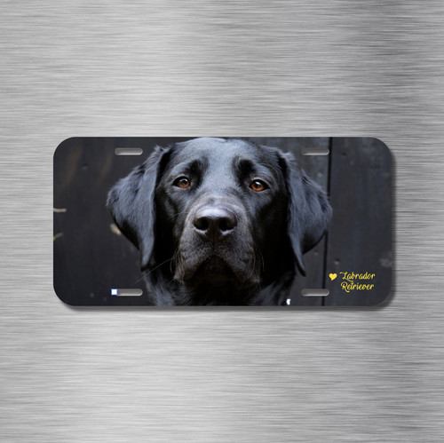 Labrador retriever black - labrador,