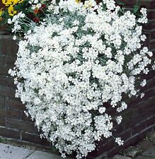 Cerastium Plug Plants Snow In Summer Garden Flower Perennial Hardy, Pack of 3