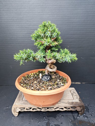 Juniper bonsai tree - (),