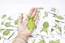 Lot giant leaf insects - of, 5