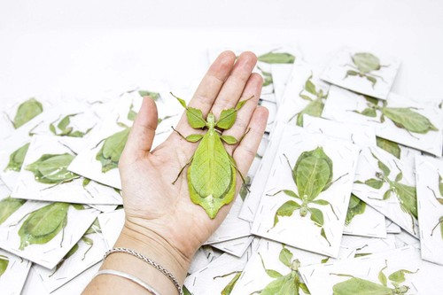 Lot giant leaf - of, insects