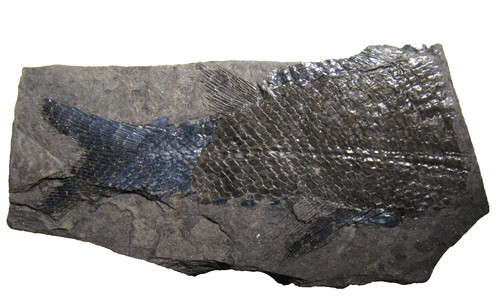 Permian fish fossil - , muse