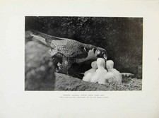 Original Old Antique Print