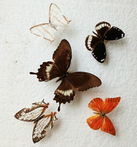 Butterfly collection set x5 - ,