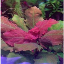 Hygrophila Triflora - Difformis Red Round - Live Aquarium Plants Tropical K2AQUA