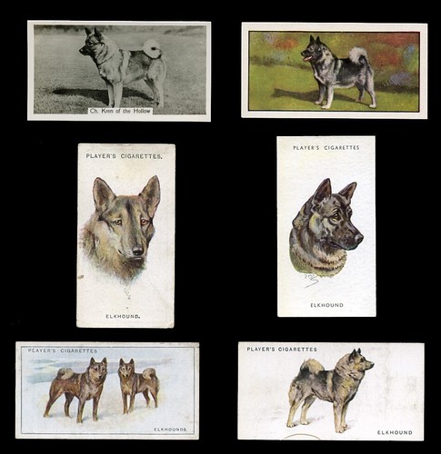 Elkhound norwegian dog vintage - dog,